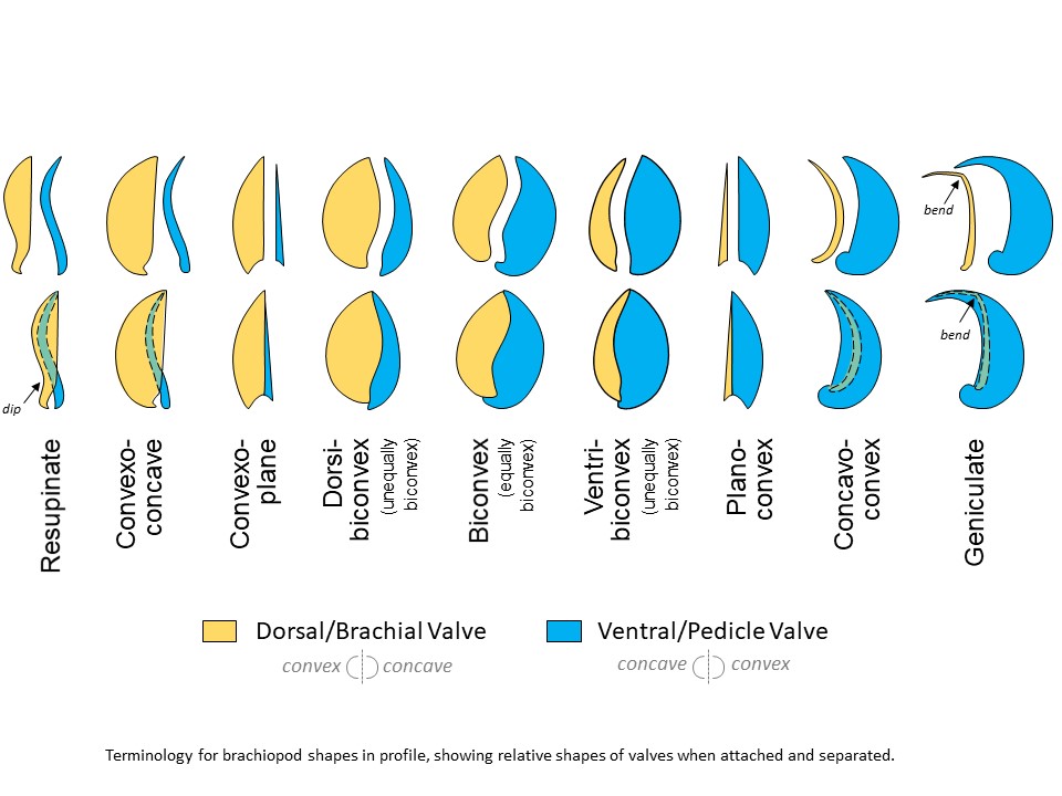 Common terms used for describing brachiopod valve profiles. Top row shows valves separately and bottom row shows valves as they fit together in life.